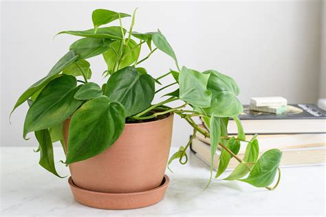 how to maintain philodendron plant